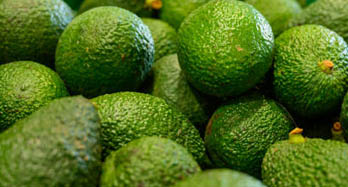 Avocado's Hass 1 kg