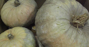 Pompoenen 10 kg