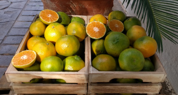 Mandarijnen ClemenPons 12 kg - Prijs 44 €