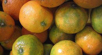Mandarijnen Clemenrubi 15 kg