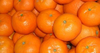 Mandarijnen Clementina 12 kg - Prijs 44 €