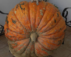 Koop pompoenen - Valencia pumpkins online