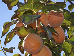 Koop kaki's online - Valencia persimmons online