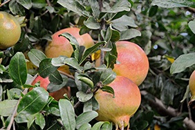 Koop granaatappels online - Valencia pomegranates online