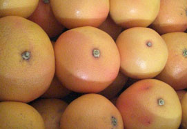 Koop grapefruits - Valencia grapefruits online