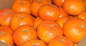Mandarijnen Tardia 15 kg
