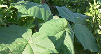 Doos 12 Paulownia's,  uit Valencia