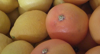 Gemengd Citroenen en Pomelos 18 kg - Prijs 50 €