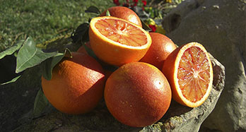 Bloedsinaasappels 15 kg - Prijs 44 €