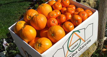 Gemengd Washington Hernandina 18 kg - Prijs 50 €